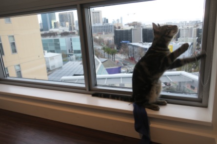 Boo enjoyed his SF life, too. so many window sills to sit on, so little time.